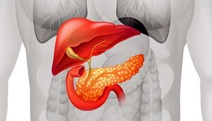 how to feed the pancreas